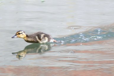 Duckling Running on Water