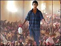 سمپاشی مرغ ها در عراق