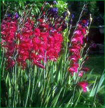 Gladiolus communis subsp. byzantinus 