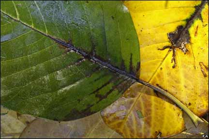 NTPL handout showing the newly-arrived disease, Phytophthora ramorum, laying claim to a magnolia in Trengwainton Garden, Cornwall. NTPL/Stephen Robson/PA Wire