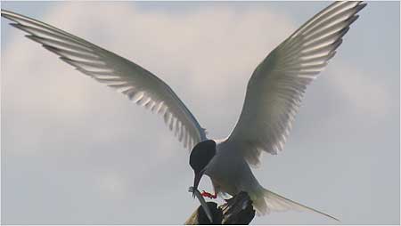 Aerial Tern c/o Mark Batey