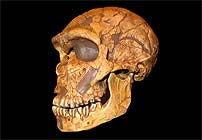 craniu de Neanderthal