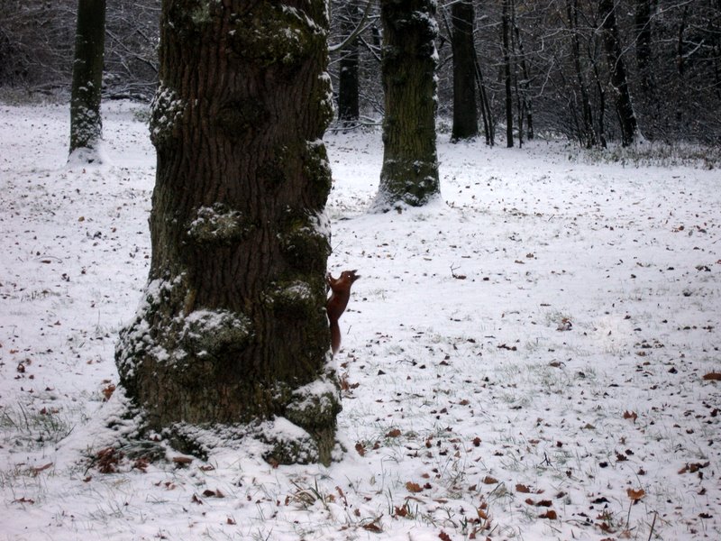 A red squirrel on a tree in Dundee