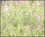 Rose Bay Willow Herb