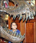 Cast of the skull of a Tyrannosaurs Rex