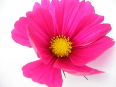 Pink Cosmos