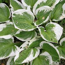 Hosta 'Patriot'
