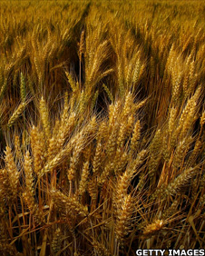Wheat crop