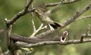 Pallas' pit viper striking and missing a bird. Filmed with an ultra-high speed camera ©BBC NHU