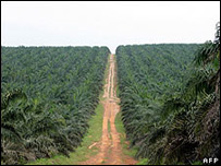 مزرعه ای در ساحل عاج