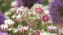 Aquilegia 'Nora Barlow'