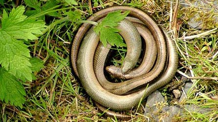 Slow worms. Photo: Ivor Evans