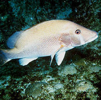 O peixe chamado Dentão