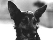 Click for More Pictures