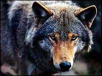 lobo-cinza, (Foto: WWF-Canon/Chris Martin Bahr)