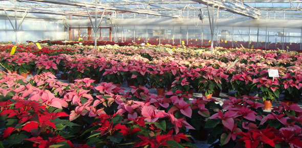 Poinsettias
