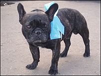 До підтримки Партії Регіонів залучилися й домашні улюбленці. Фото з архіву