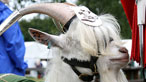 Regimental Goat