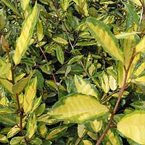 Elaeagnus pungens 'Maculata'