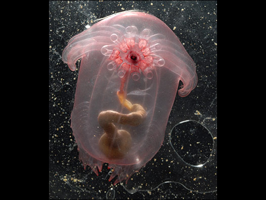 Cortesía: Larry Madin, Censo de la Vida Marina