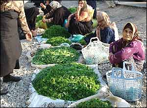 امير مختاری زاده