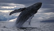 Humpback Whale from the Nature Picture Library