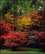 Westonbirt Arboretum