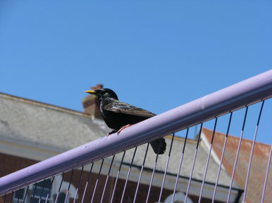 Bird On Blast Railings