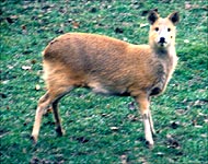 Chinese Water Deer