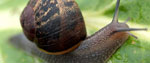 A snail on a leaf