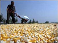 चीन में सूखते मक्का के दाने