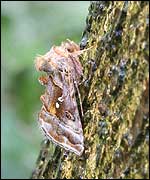 Golden Moth © Liz Cutting