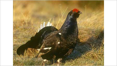 Black Grouse c/o RSPB Images and Chris Gomersall