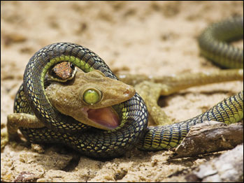 Veolia Environment Wildlife Photographer of the Year 2009 pertence ao Museu de História Natural e à revista BBC Wildlife