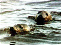 Focas cobertas de petróleo
