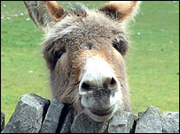 Baz the Donkey