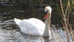 Swan, Lake of Menteith