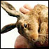 Hare