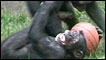 Chimpanzés brincando