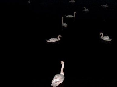 Swans into the Distance
