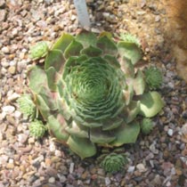 Sempervivum 'Commander Hay'
