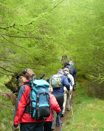 Woodland long Kilbo path