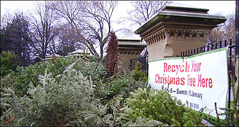 Christmas tree collection point in Manchester