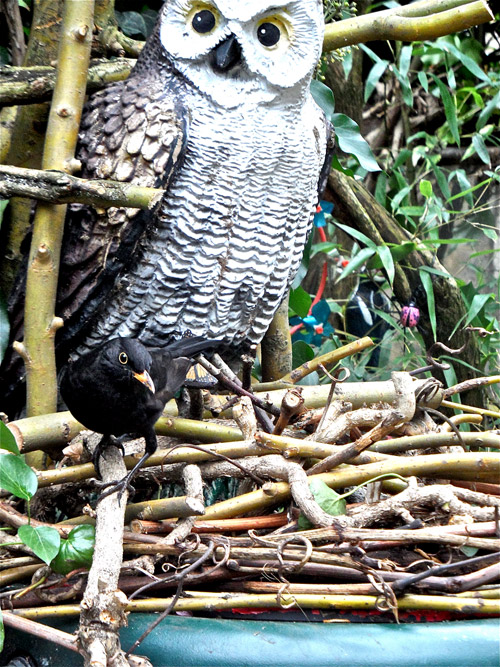 Plastic owl and real blackbird