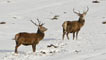Two deer in snowfield