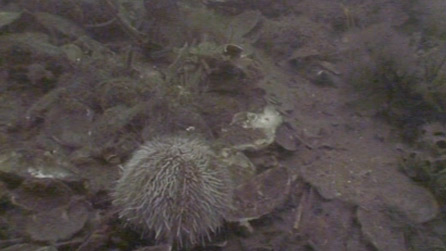 Saving the horse mussels