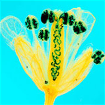 'Self-fertilization' (foto: Dr. Heiti Paves e Birger Ilau, Tallinn University of Technology)