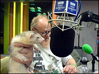 Ferret in radio studio