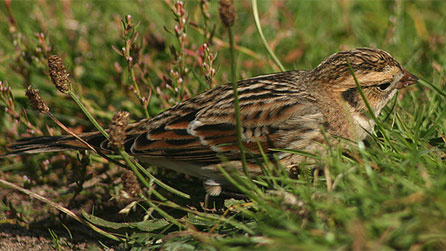 Lapland Bunting by Mike McCarthy