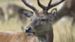 red deer